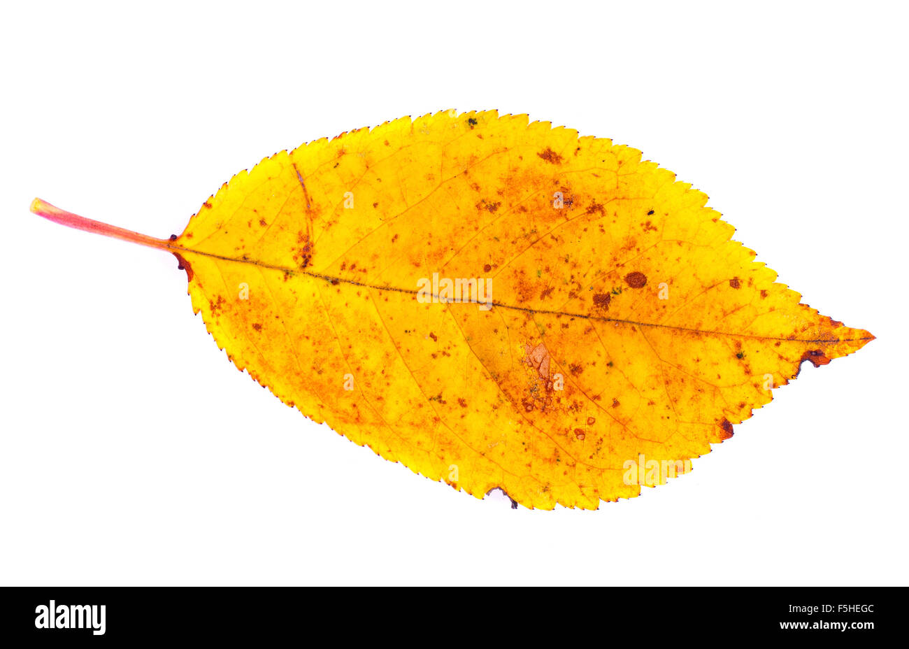 cherry leaf Stock Photo