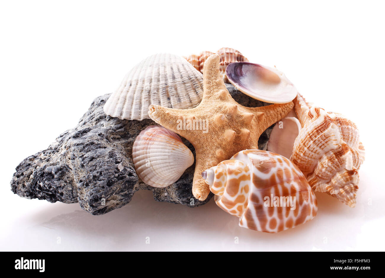 sea Stone and shell isolated Stock Photo - Alamy