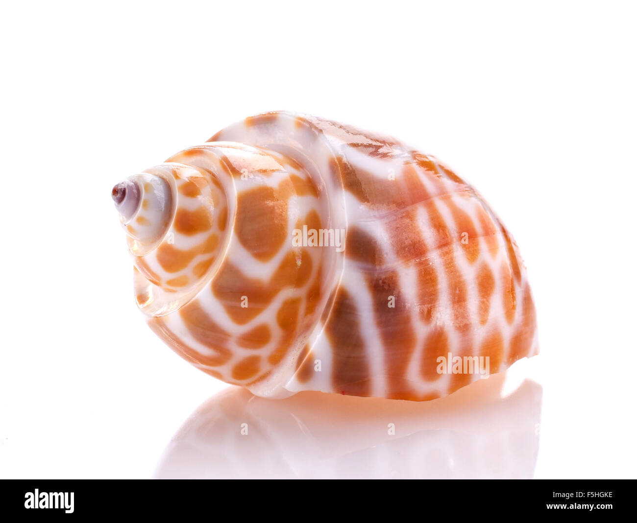 Sea shell isolated on white background Stock Photo - Alamy