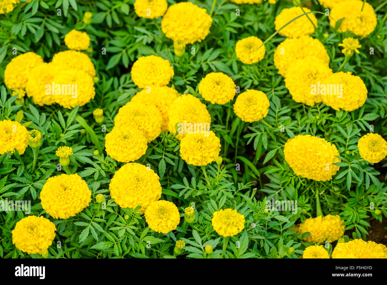Marigolds tagetes erecta flowers hi-res stock photography and images ...