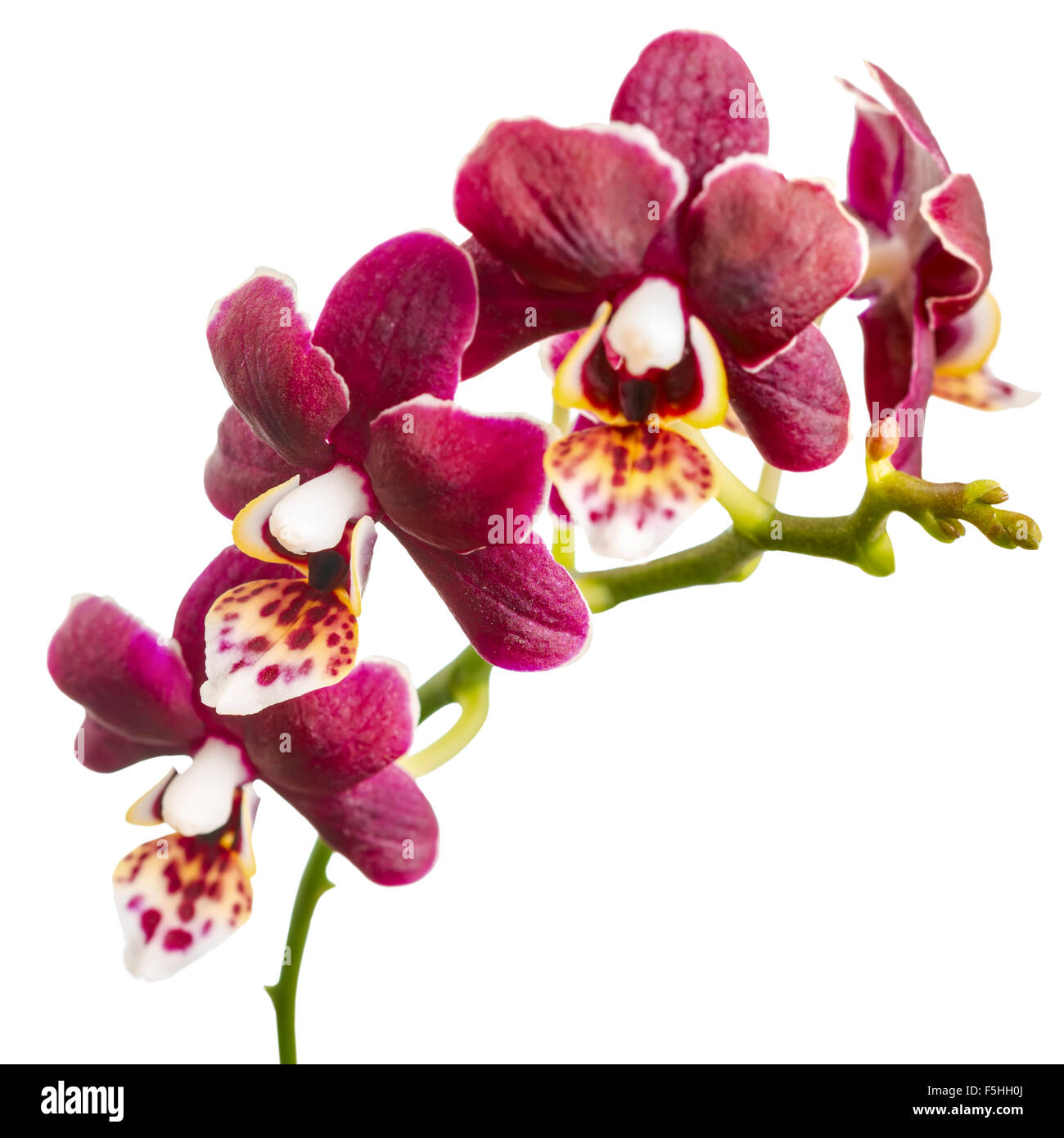 flowering twig of beautiful dark purple orchid, phalaenopsis is isolated on white background, closeup Stock Photo