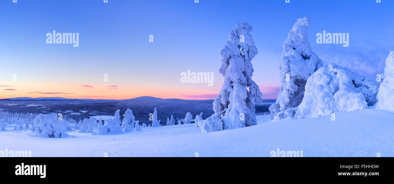 Frozen trees on top of the Levi Fell in Finnish Lapland. Photographed at dusk. Stock Photo