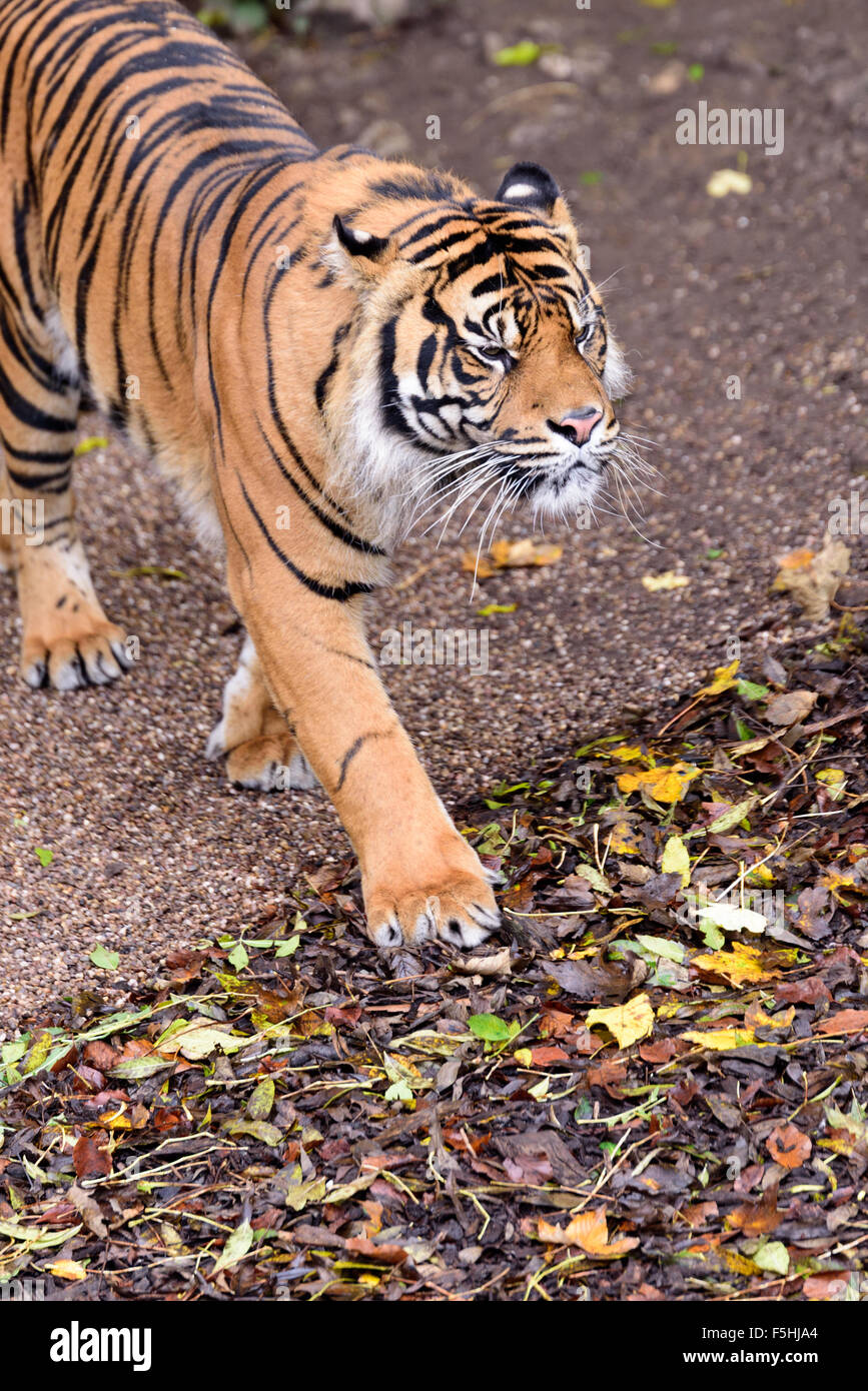 A Sumatran tiger pacing around at Dudley Zoo West Midlands UK Stock Photo