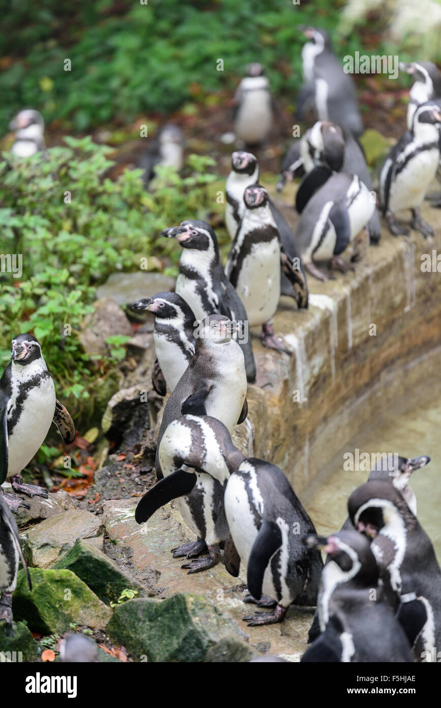 Humboldt Penguins at Dudley Zoo UK Stock Photo - Alamy