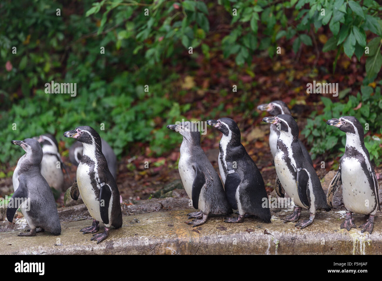 Humboldt Penguins at Dudley Zoo UK Stock Photo
