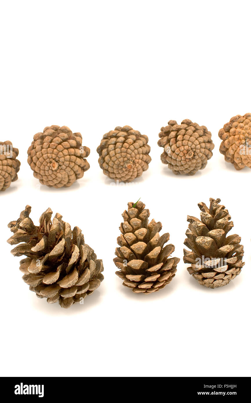 Pine cones isolate on white Stock Photo
