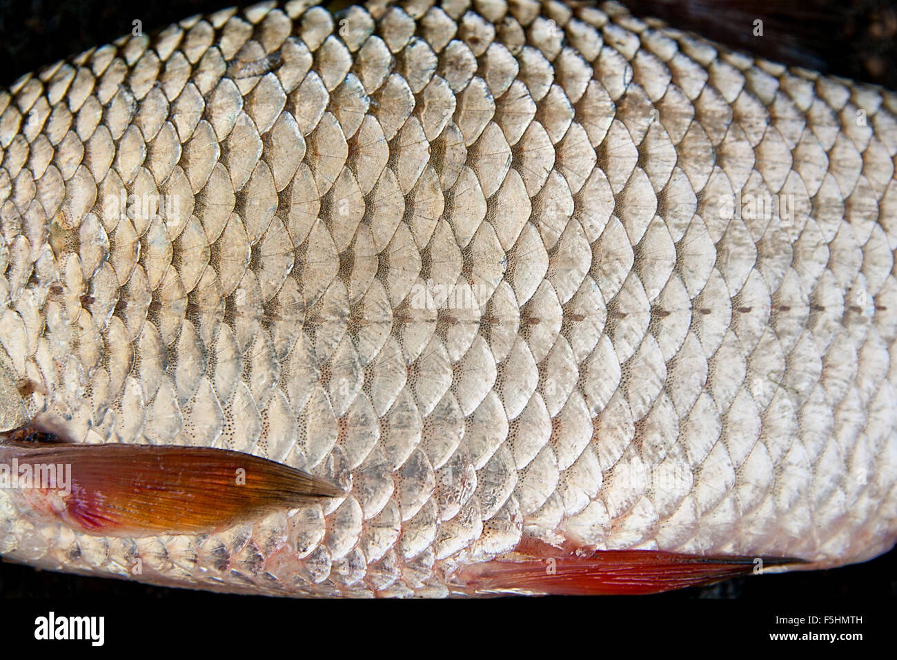 Close up view of the freshwater roach fish just taken from the water. Catching fish - common roach (Rutilus rutilus). Stock Photo
