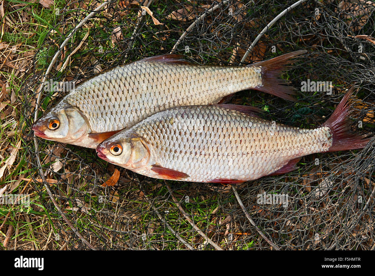 Roach fish freshwater fish taken hi-res stock photography and