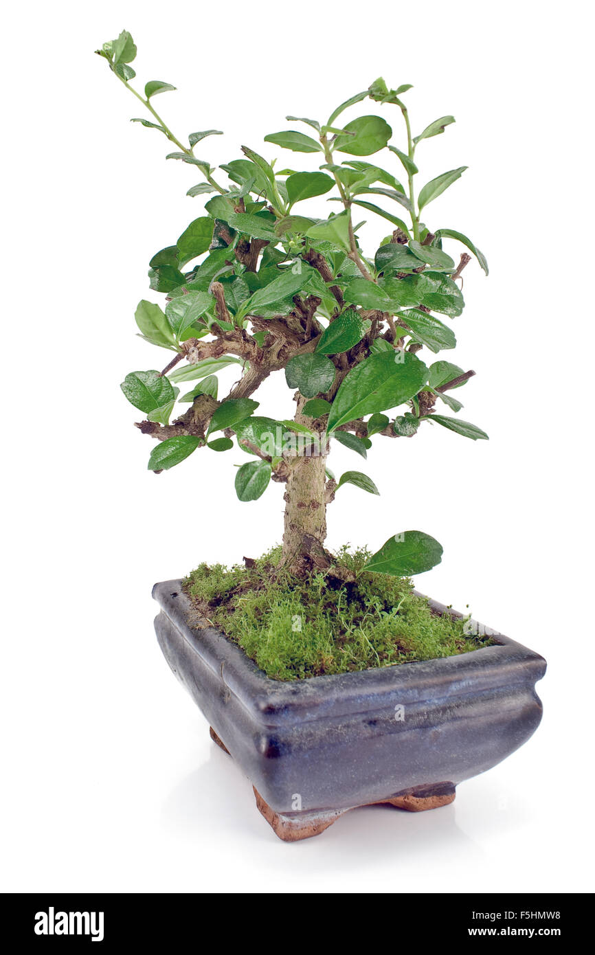 Green bonsai tree isolated on white Stock Photo