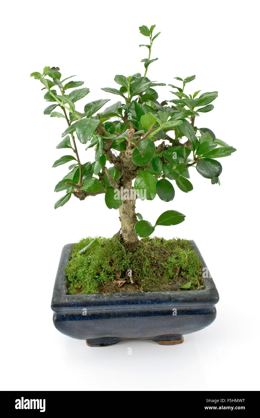 Green bonsai tree isolated on white Stock Photo