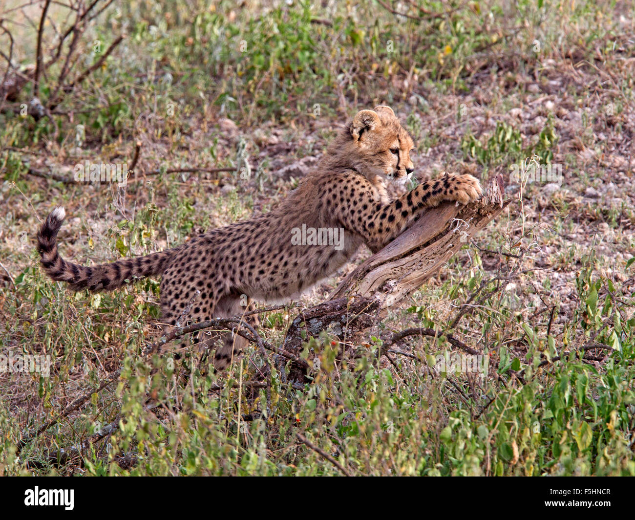 Cheetah cub on tree stump Stock Photo
