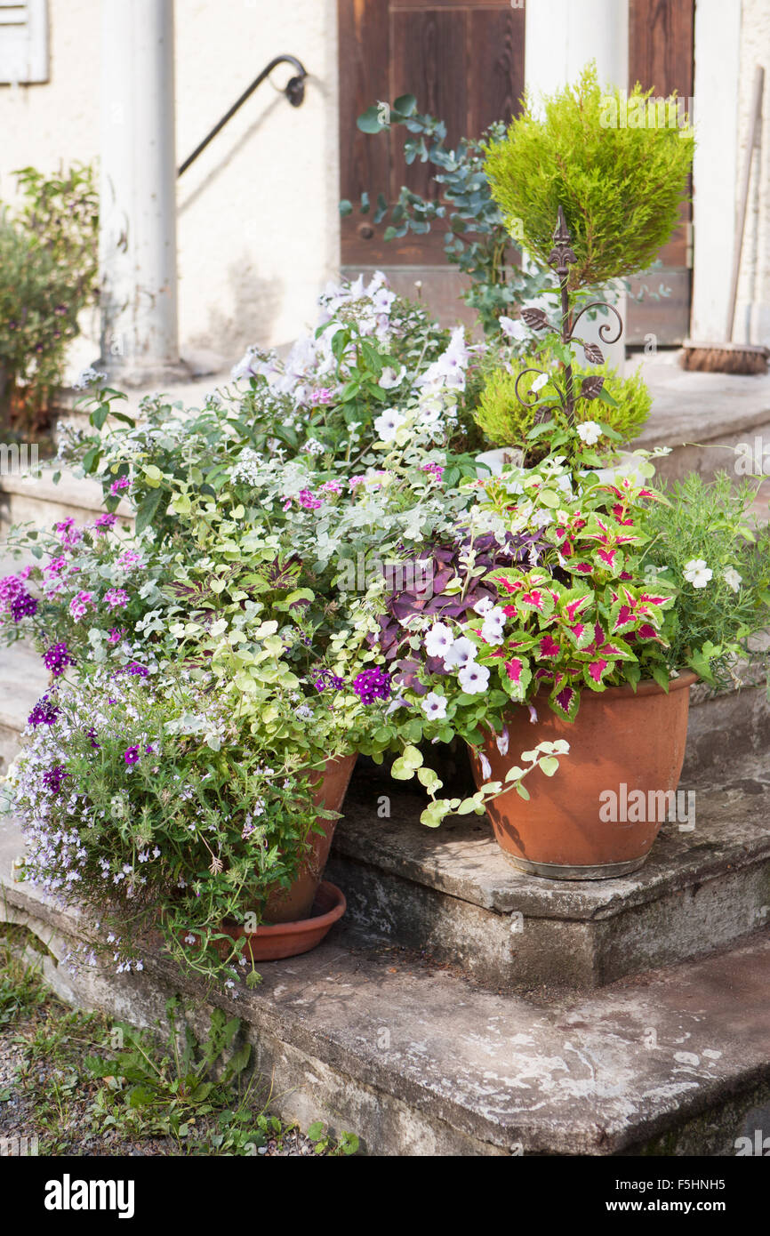 Sweden, Potted plants on steps Stock Photo Alamy