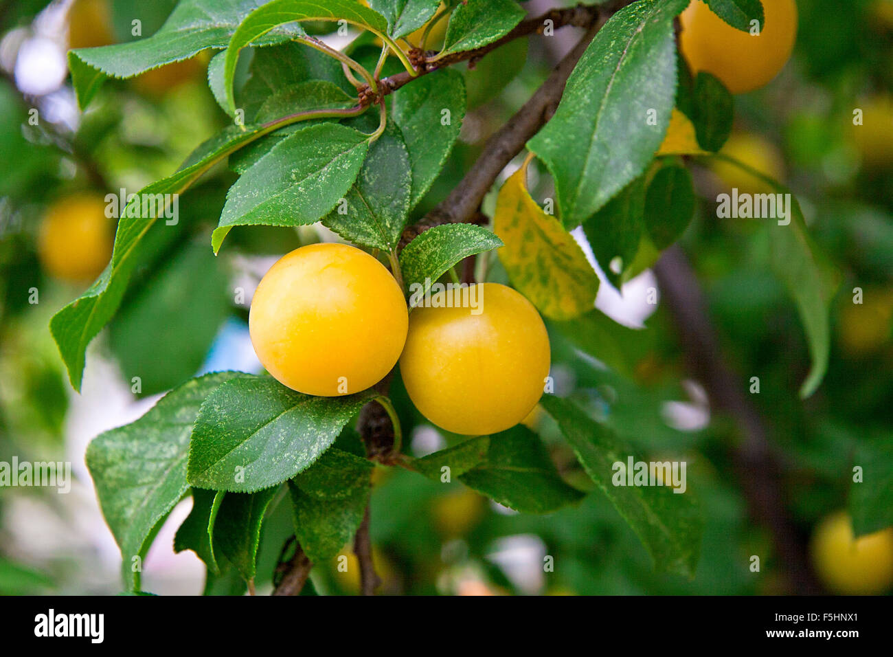 Mature Yellow Cherry Plums on the branch. Stock Photo