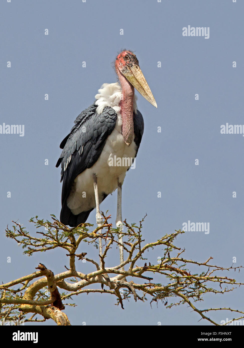 Marabou stork perched on tree top Stock Photo