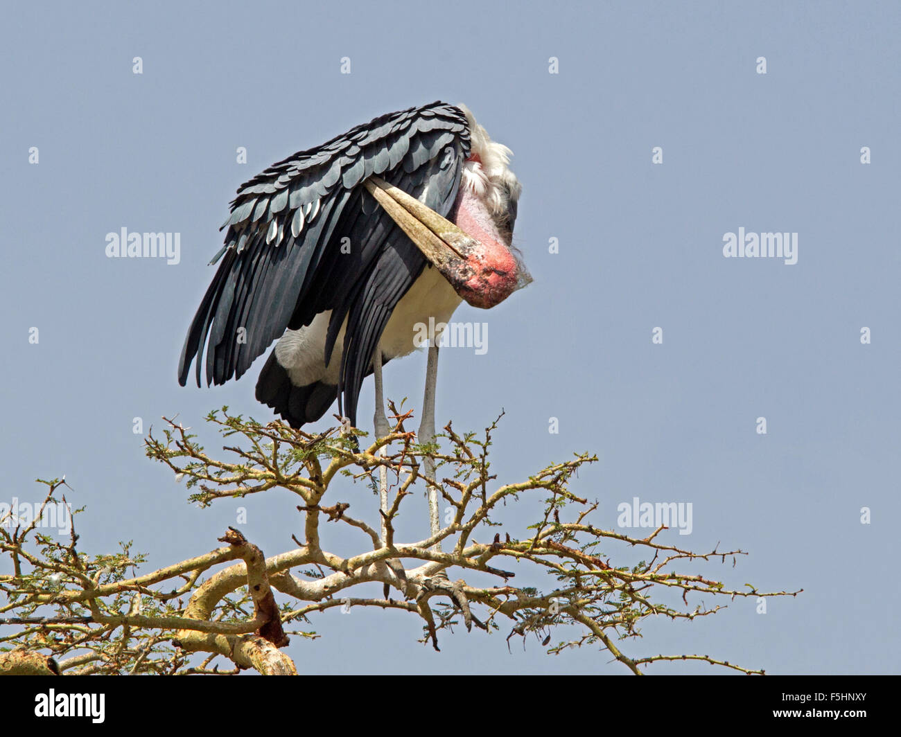 Marabou stork, preening, perched on tree top Stock Photo