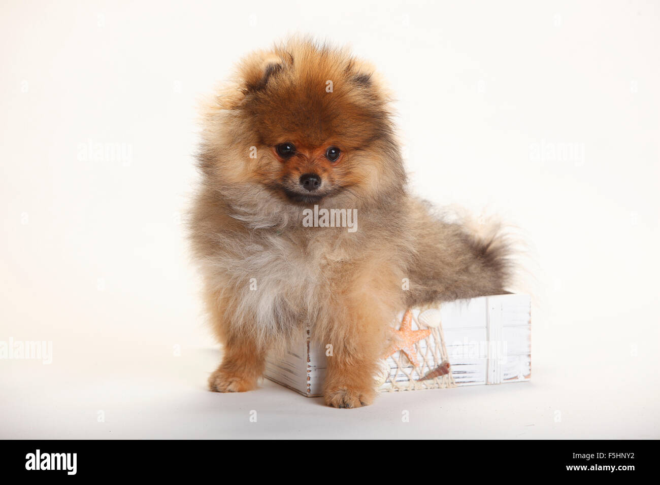 Pomeranian Spitz, puppy, 4 months|Zwergspitz, Welpe, 4 Monate Stock Photo