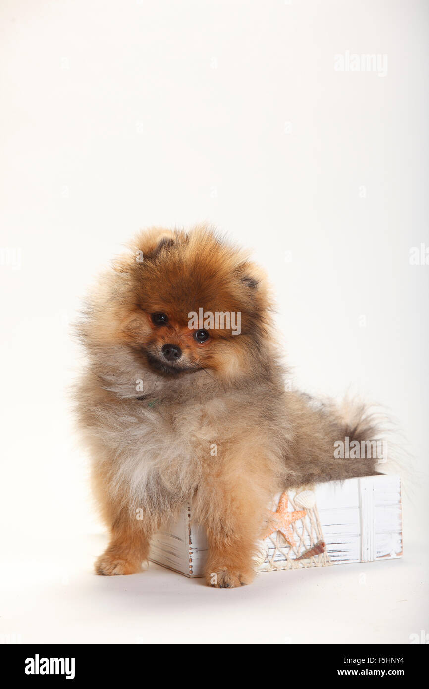 Pomeranian Spitz, puppy, 4 months|Zwergspitz, Welpe, 4 Monate Stock Photo