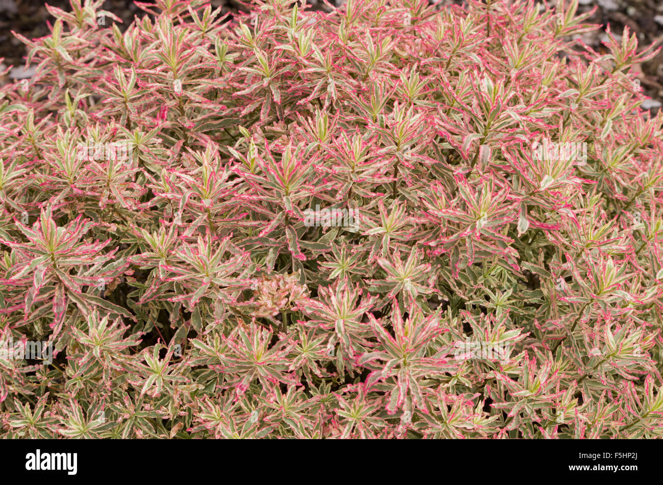 Euphorbia First Blush Stock Photo