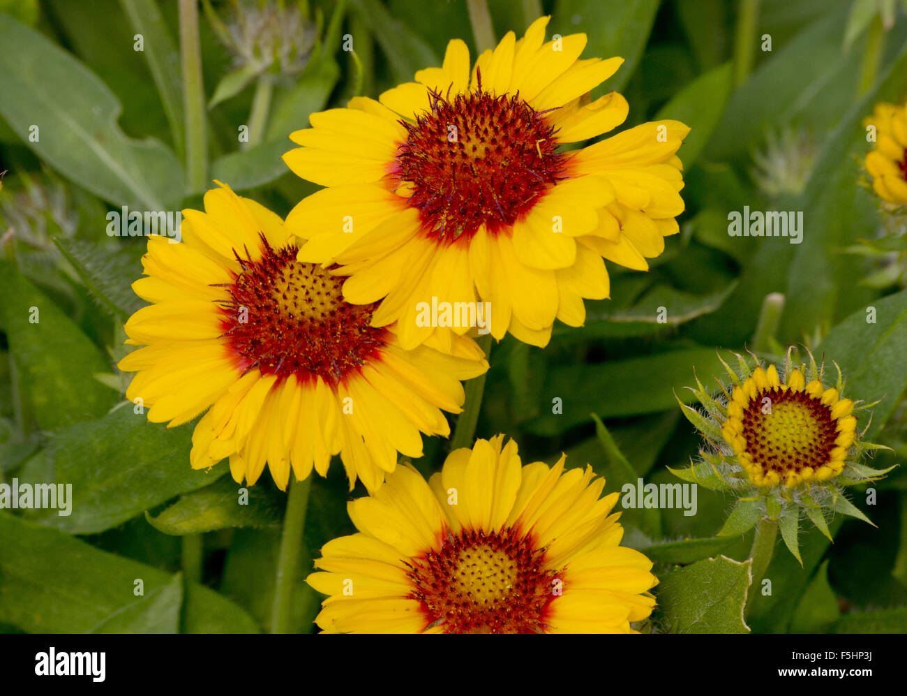 Gaillardia Mesa Bright bicolour Stock Photo