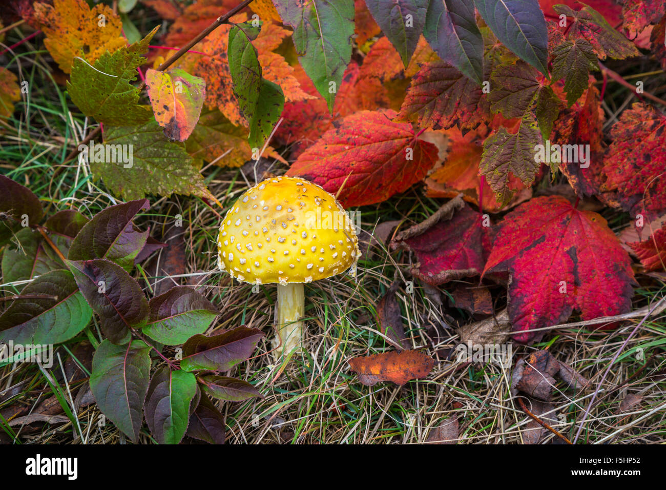 A wild mushroom in the Temperance River State Park, Lake Superior