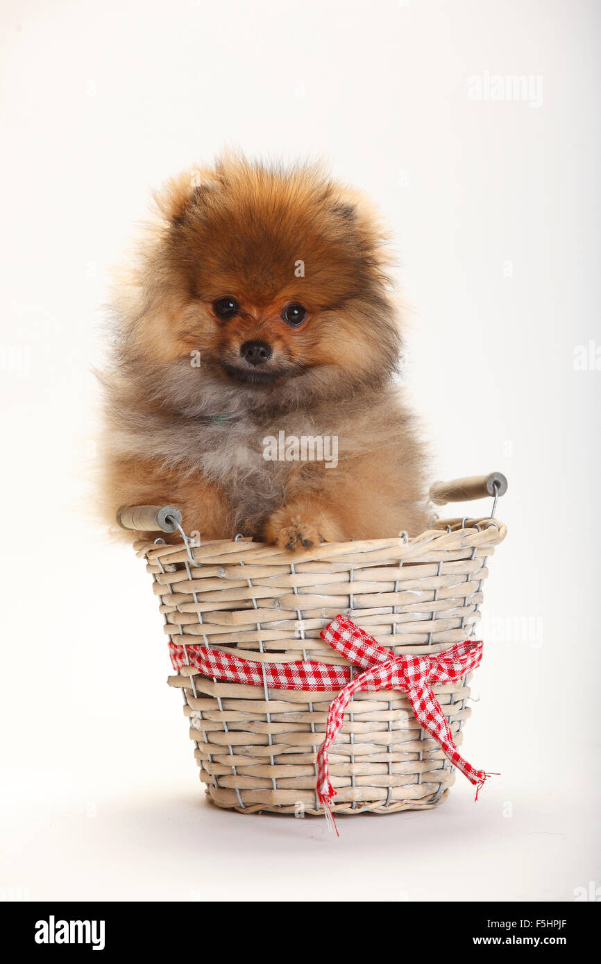 pomeranian-spitz-puppy-4-months-zwergspitz-welpe-4-monate-stock