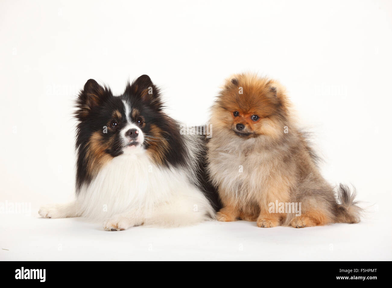 Mixed Breed Dog cross) and Pomeranian Spitz, puppy, 4 months|Mischlingshund (Spitzmischling) und Zwergspitz, Welpe, 4 - Alamy