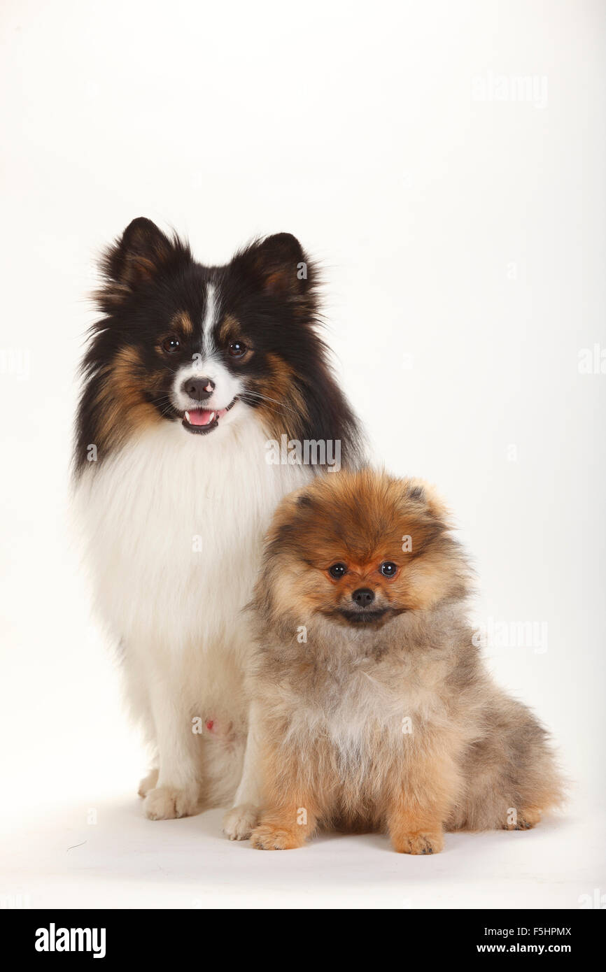 Mixed Breed Dog Spitz Cross And Pomeranian Spitz Puppy 4 Months Mischlingshund Spitzmischling Und Zwergspitz Welpe 4 Mon Stock Photo Alamy