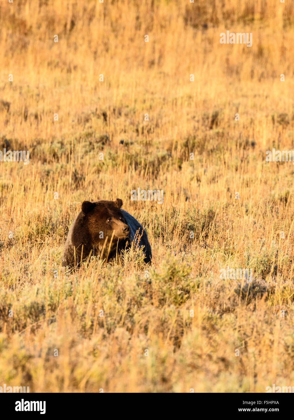 Brown Bear (Grizzly), Ursus arctos, Hayden Valley, Yellowstone National Park, Wyoming, USA Stock Photo