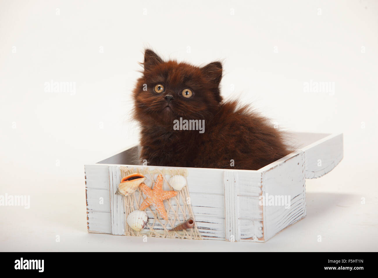 British Longhair Cat, kitten, 9 weeks, black|Britisch Langhaar, Kaetzchen, 9 Wochen, schwarz Stock Photo