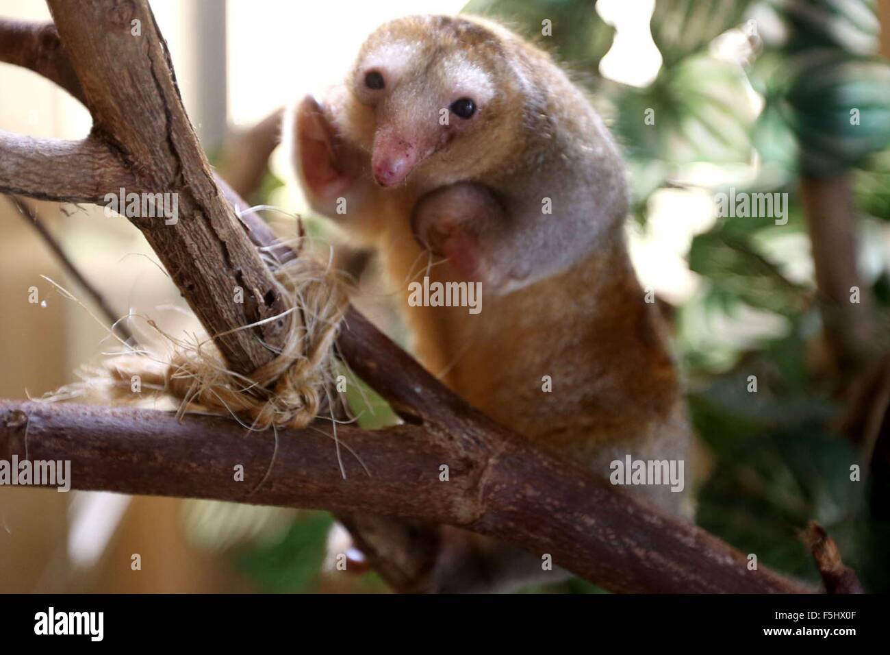 Ate Vitarte, Peru. 4th Nov, 2015. A silky anteater (Cyclopes didactylus) is on a branch at Huachipa Zoological Park, in the district of Ate-Vitarte, Lima department, Peru, on Nov. 4, 2015. © Juan Carlos Guzman Negrini/ANDINA/Xinhua/Alamy Live News Stock Photo