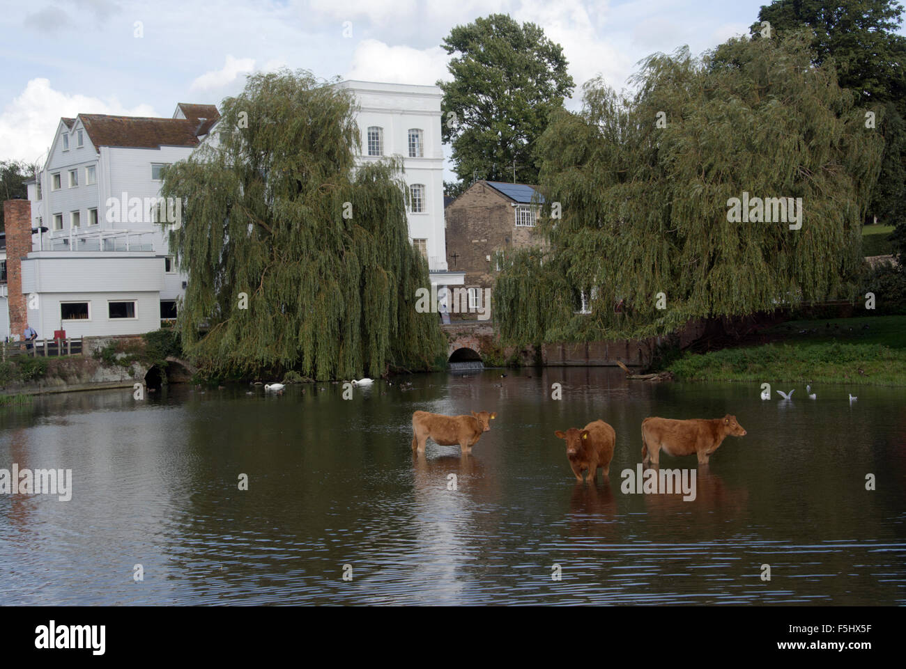 SUFFOLK; SUDBURY; CATTLE GRAZING; COOTES MEADOW NATURE RESERVE; RIVER STOUR Stock Photo