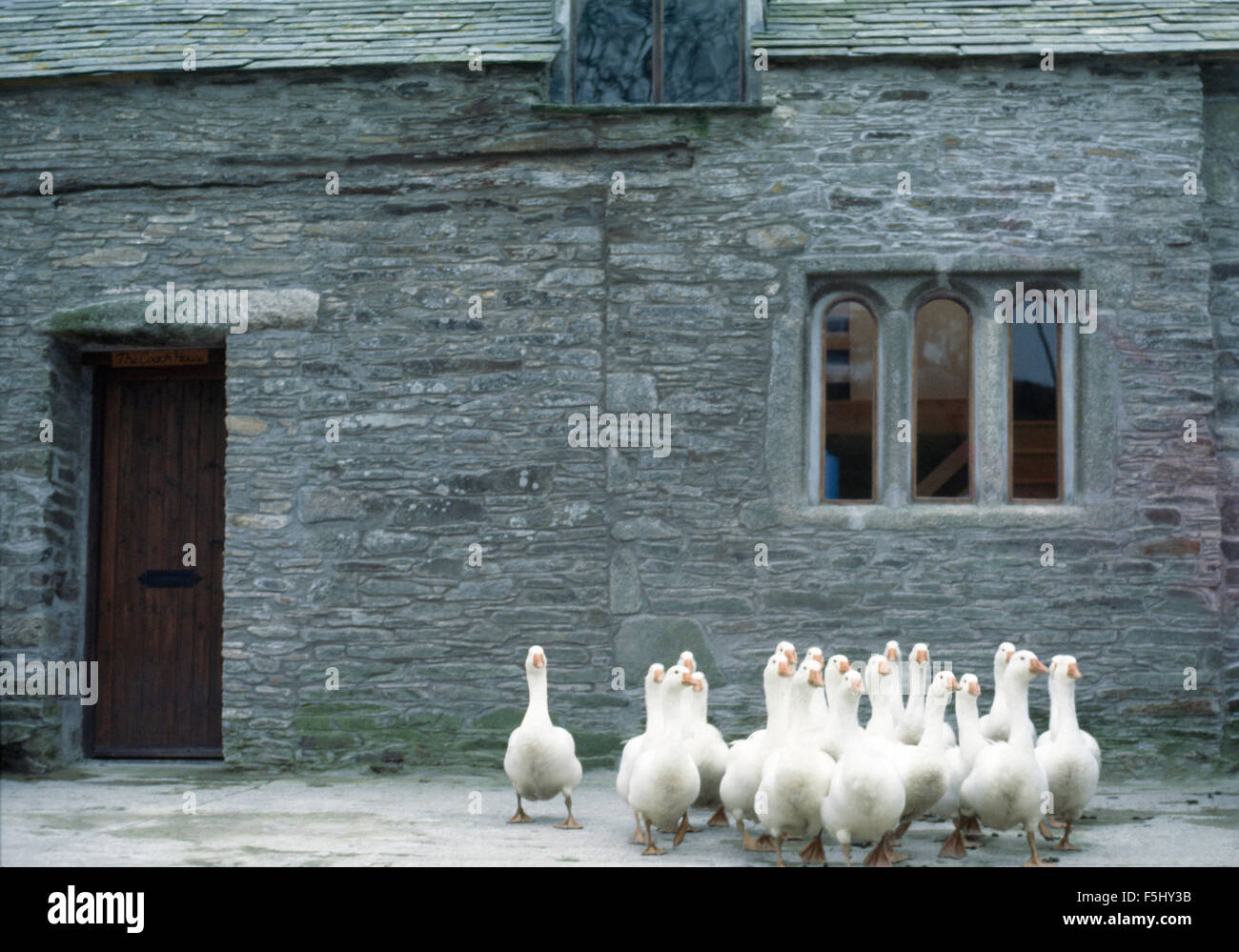 Flock of white geese in front of old stone farmhouse Stock Photo