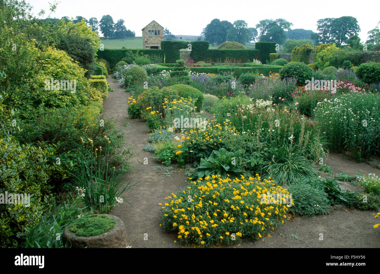 Yellow rock roses with white flowering perennials in large country