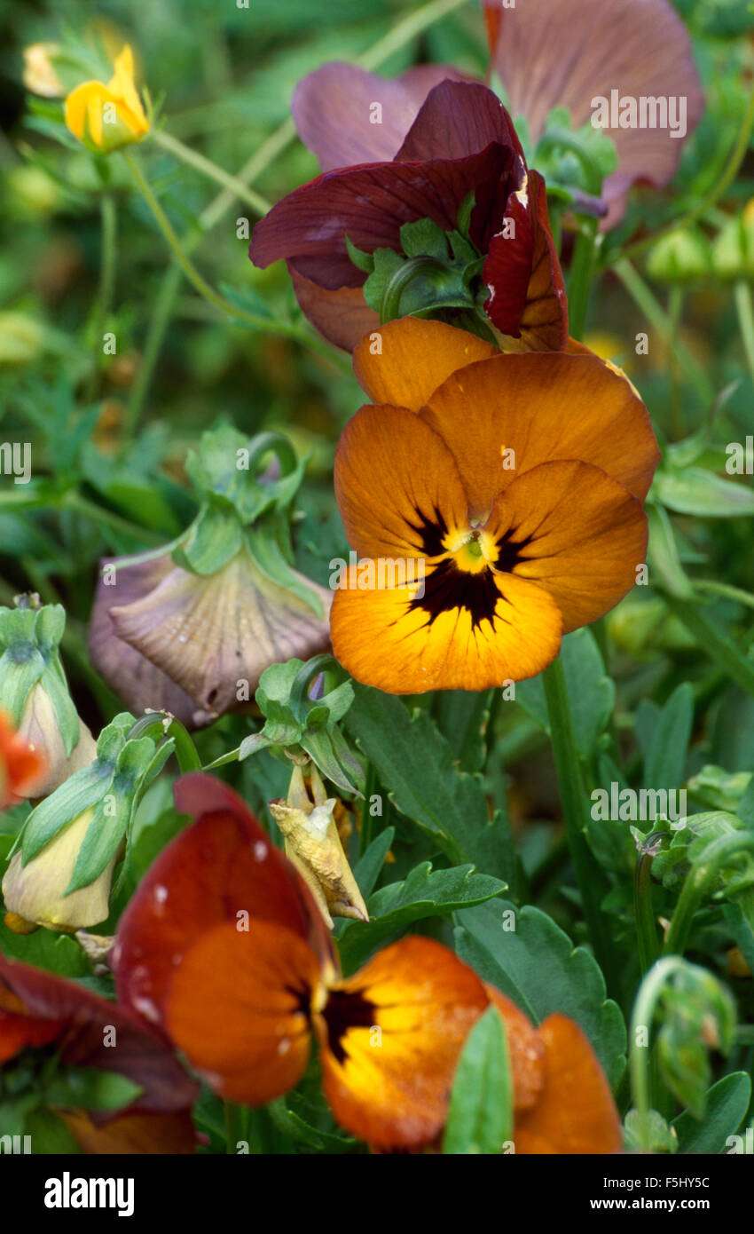 Perennial violas hires stock photography and images Alamy