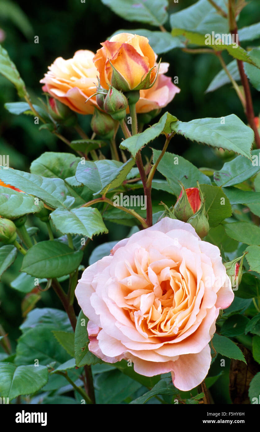 Close-up of a pale salmon-pink double rose Stock Photo