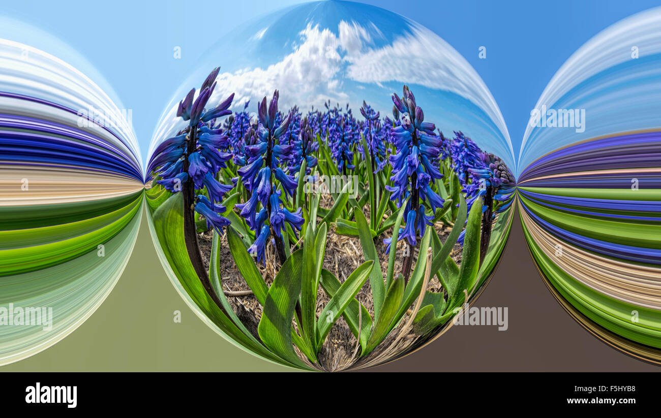 Circular view of blue hyacinths in South Holland, The Netherlands. Digital art and illustration. Stock Photo