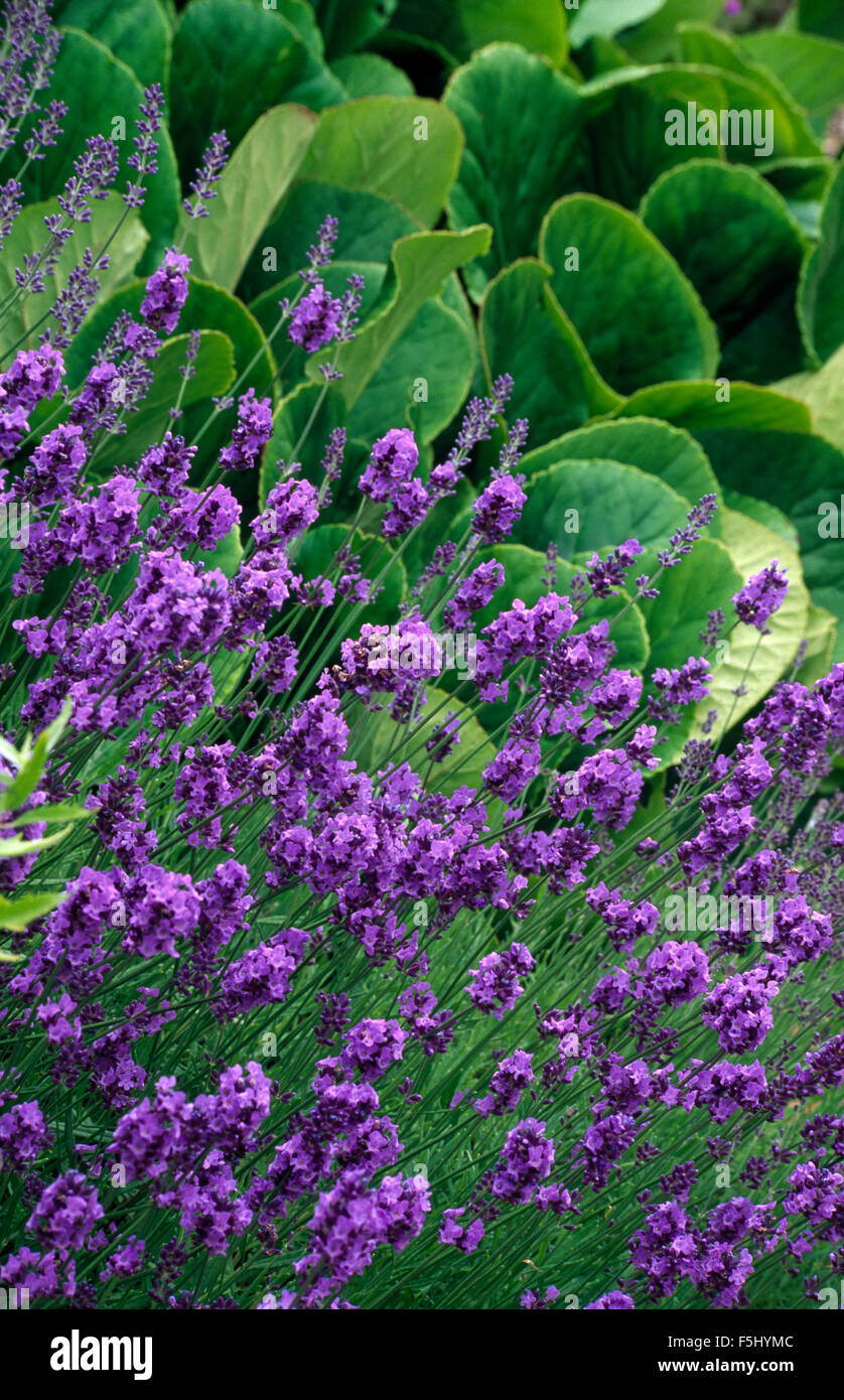 Close-up of purple Lavandula Angustifolia Hidcote Stock Photo