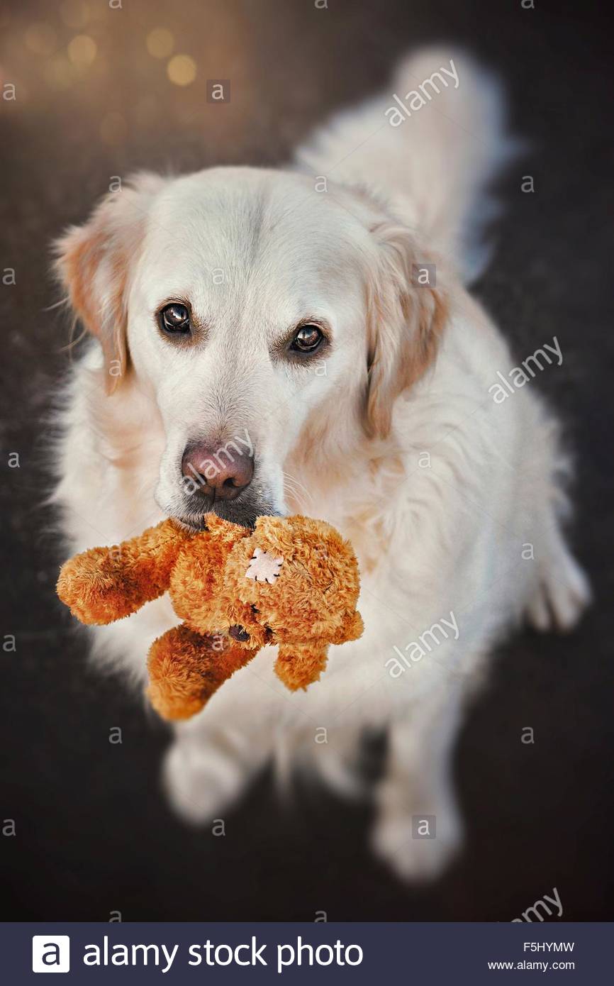 golden retriever teddy bear