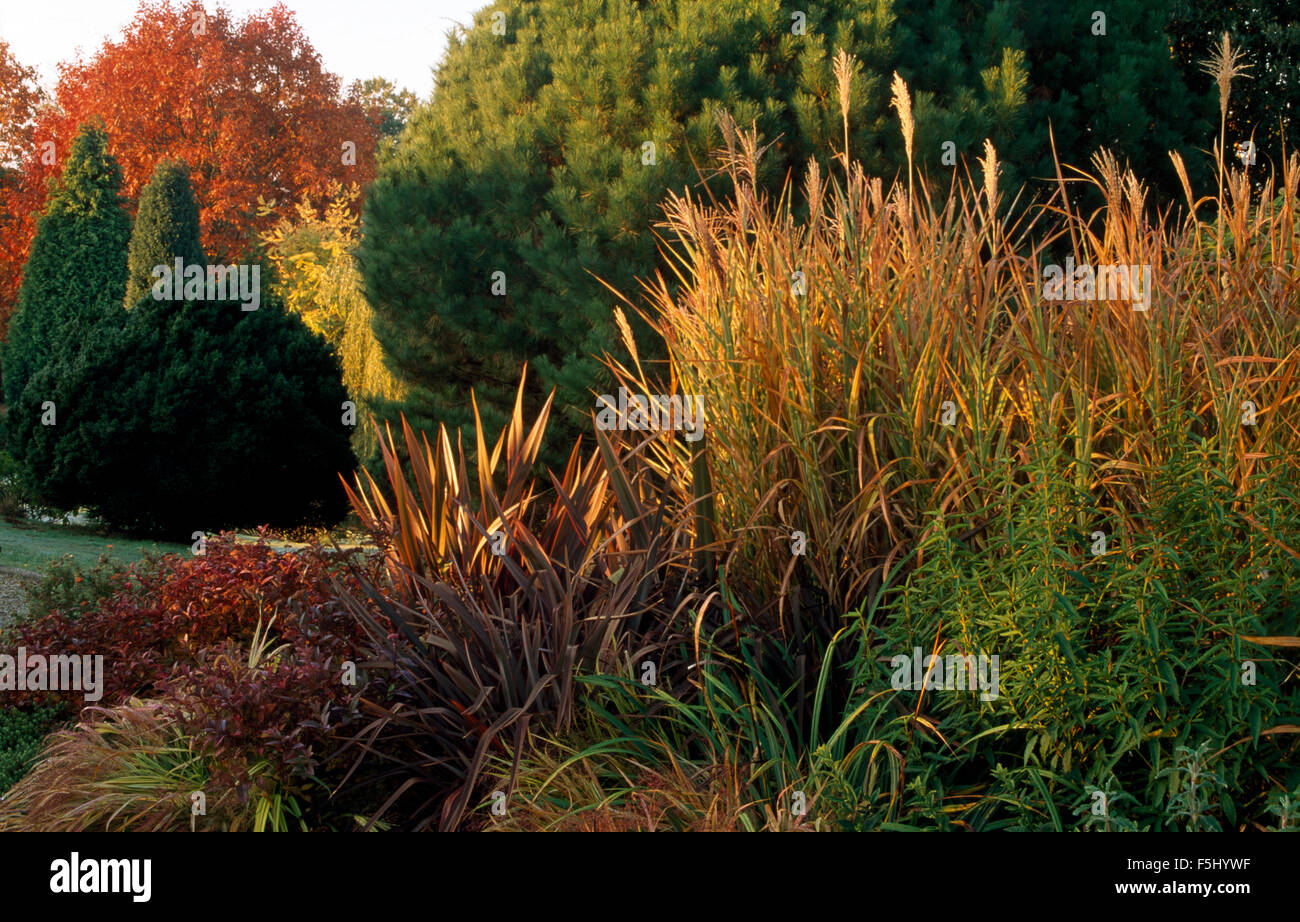 Phormium and tall grasses growing in an Autumn border in a large country garden Stock Photo