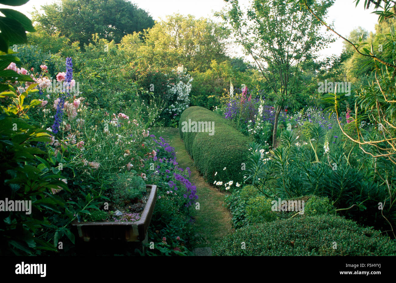 Blue perennial geraniums and clipped hedge in large country garden with foxgloves and delphiniums Stock Photo