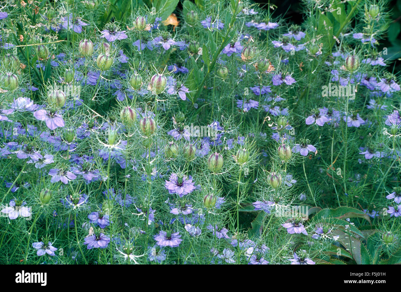 Pale blue hires stock photography and images Alamy