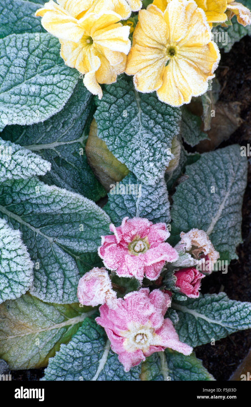 Close-up of pale yellow and double pink primroses Stock Photo