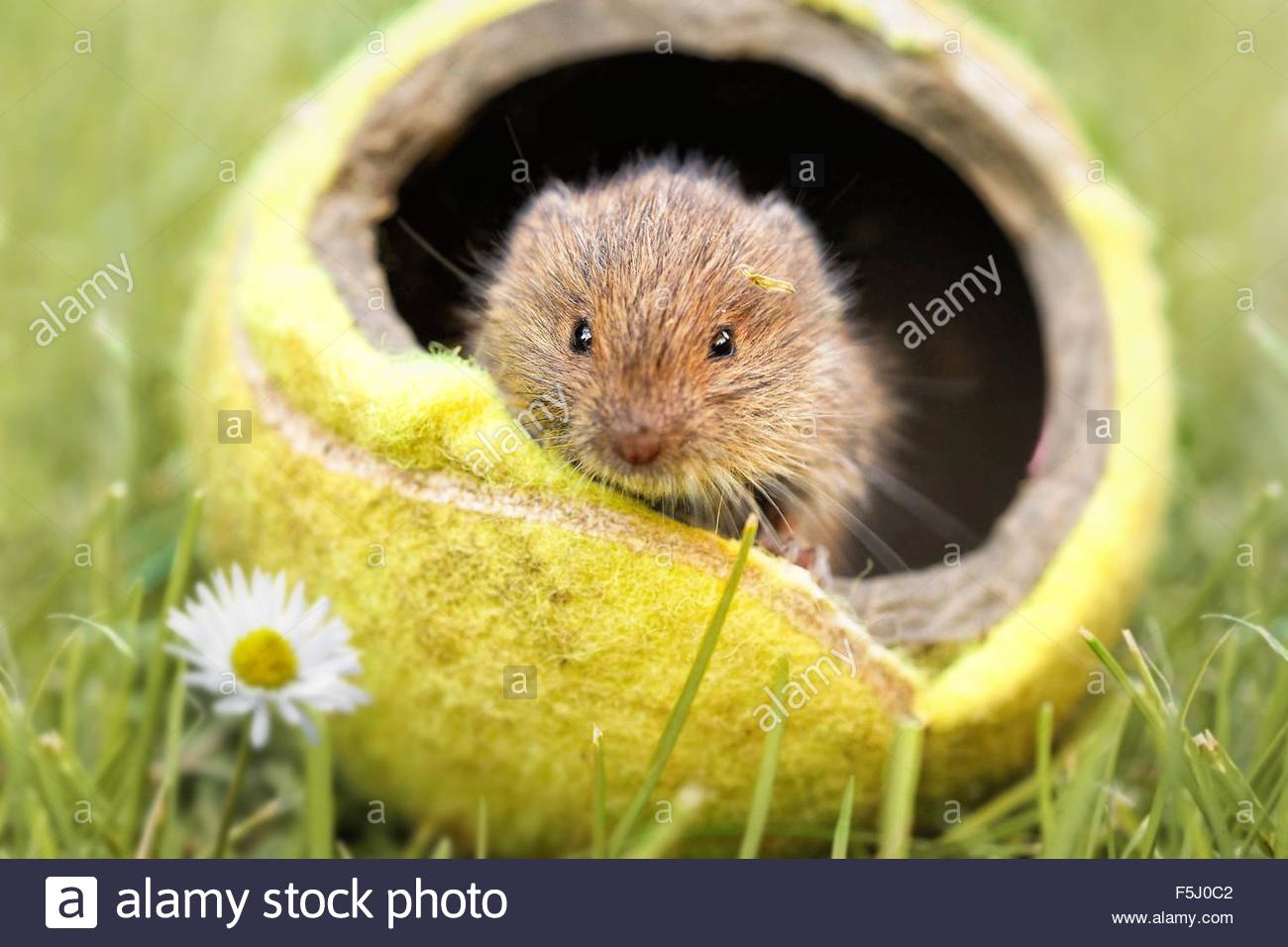 Shrew Mouse Stock Photos & Shrew Mouse Stock Images Alamy