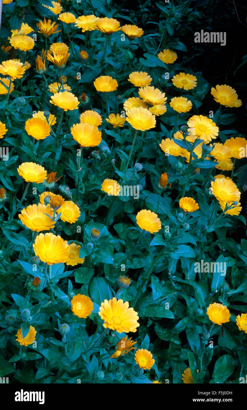 Closeup of yellow marigolds Stock Photo Alamy