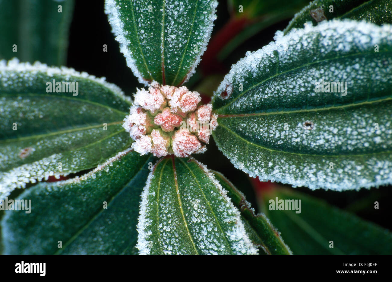 Close-up of frosted foliage and blossom of Viburnum Foetens Stock Photo