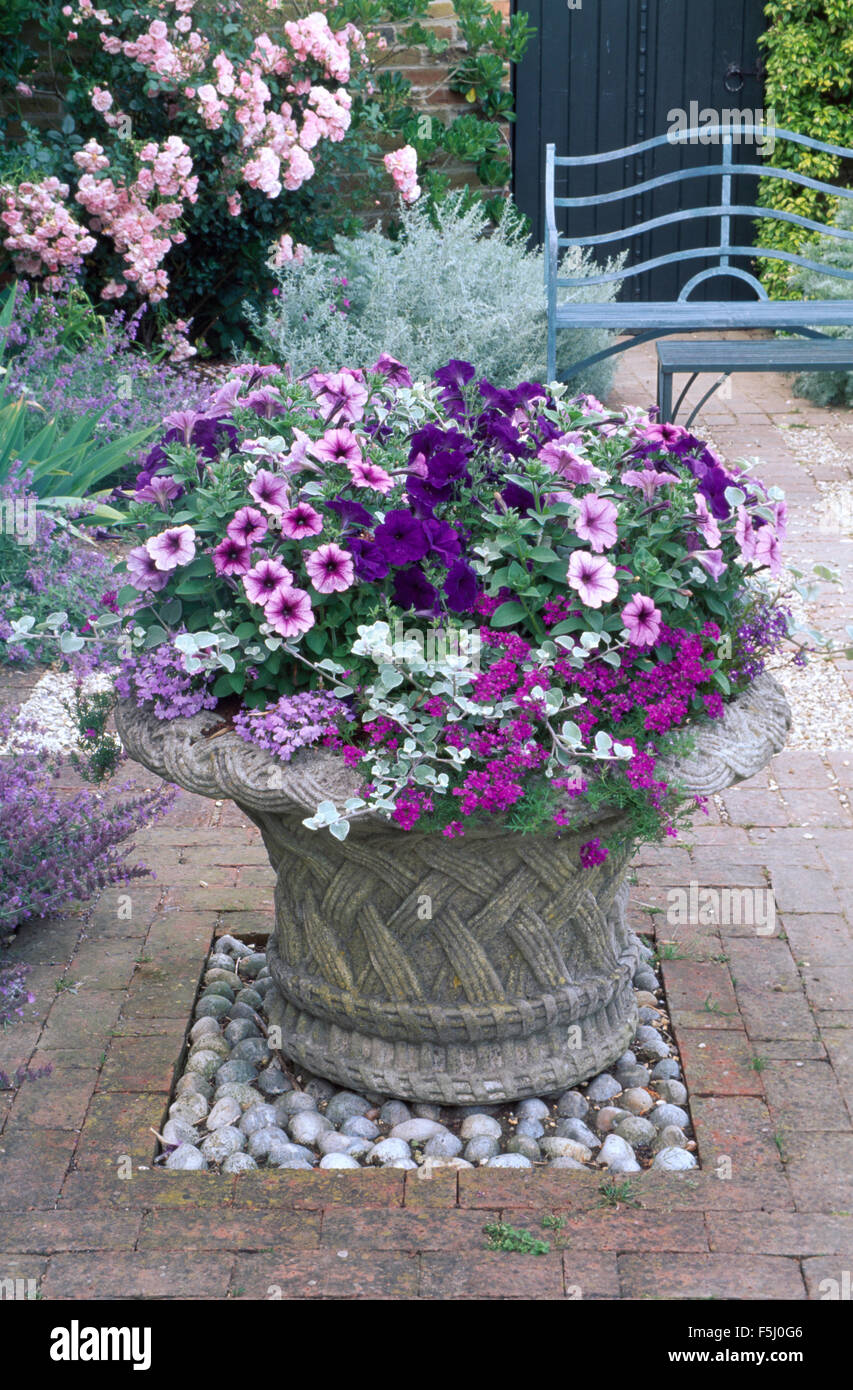Close-up of pink petunias and purple heliotrope in ornate stone pot with trailing ivy on paved terrace with pink roses Stock Photo