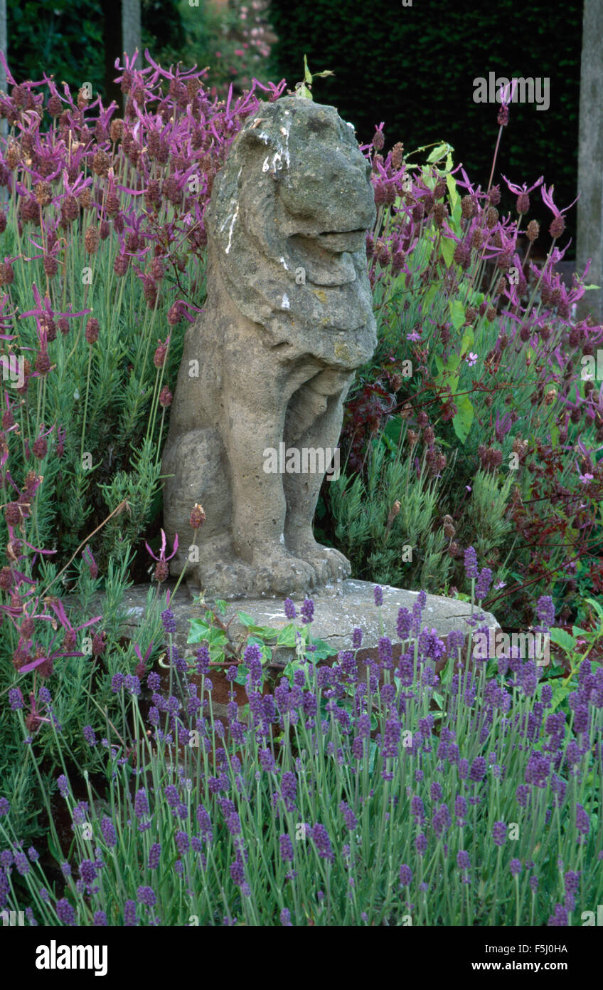 Lavandula Stoechas and Hidcote planted around an old stone statue of a lion Stock Photo