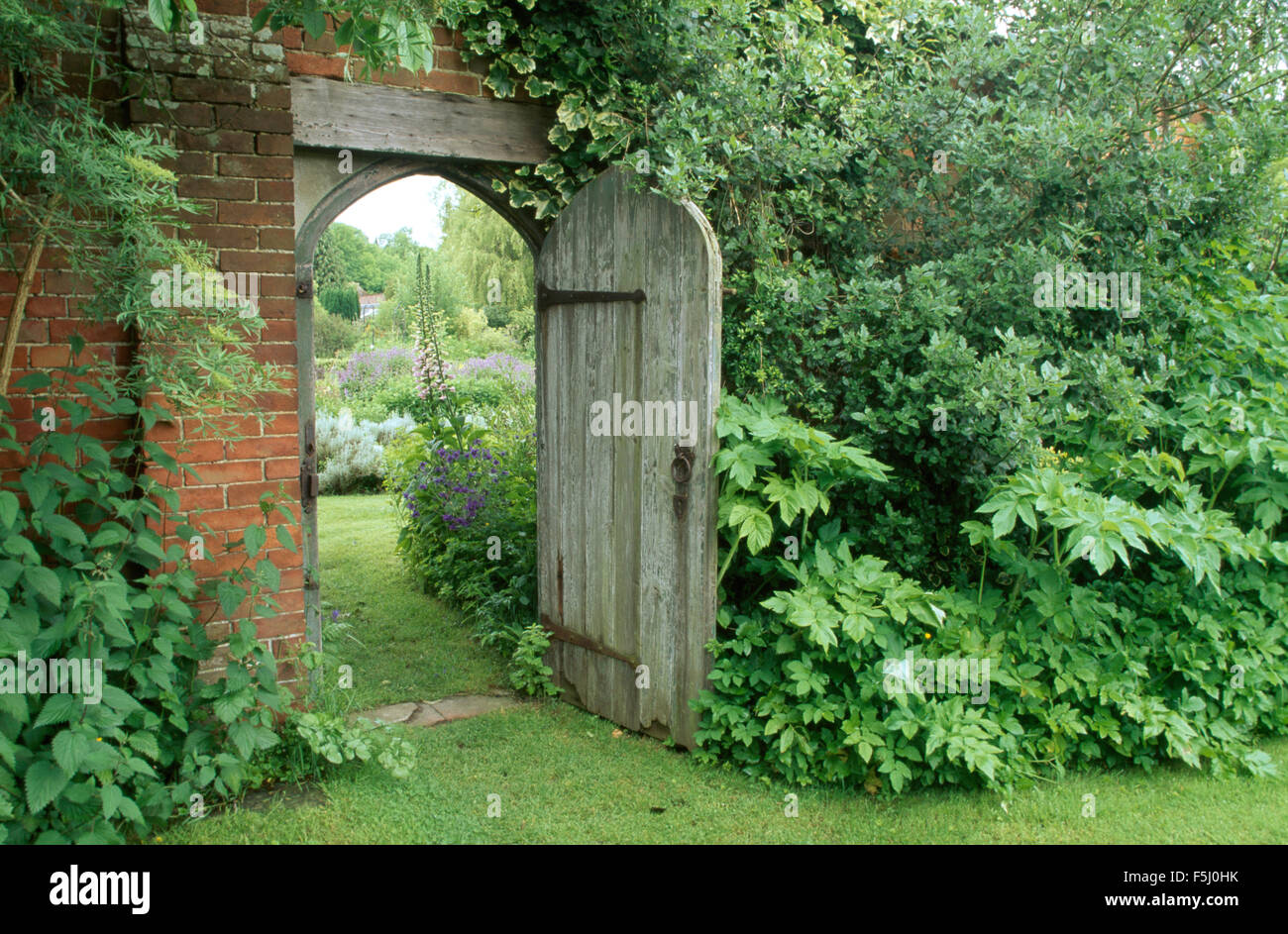 Open wooden door in large walled country garden with green shrubs growing against the wall Stock Photo