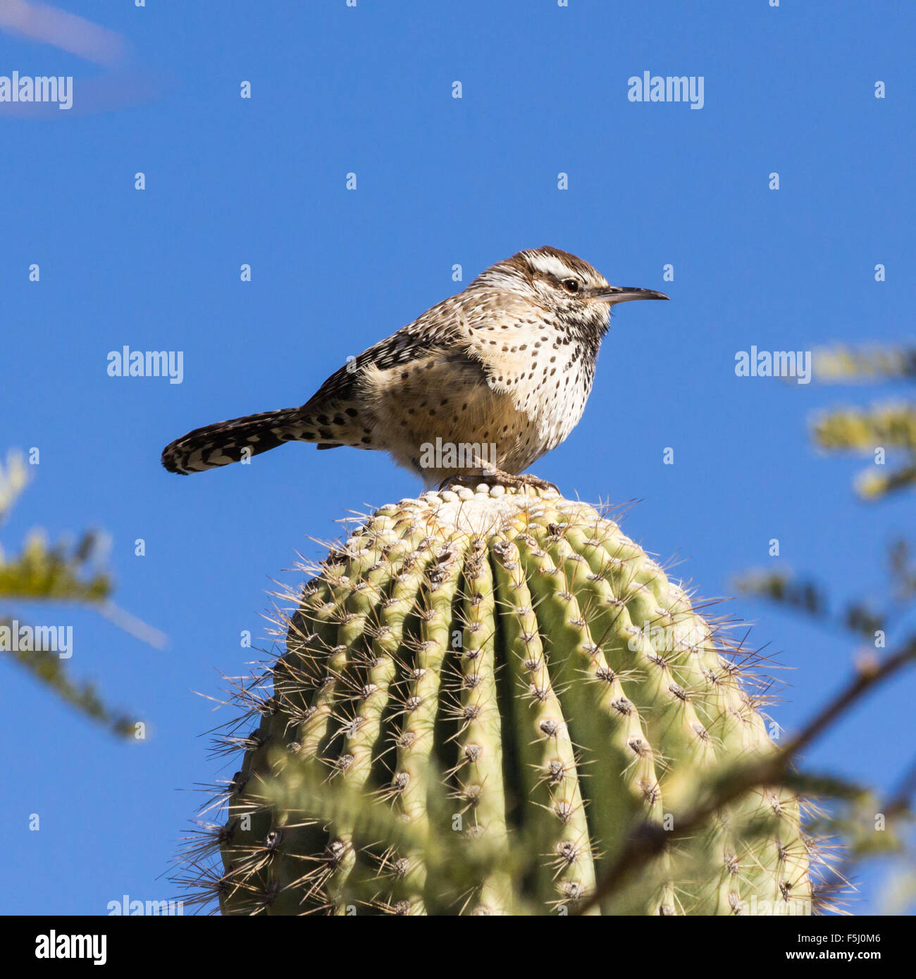 Cactus wren saguaro cactus hires stock photography and images Alamy