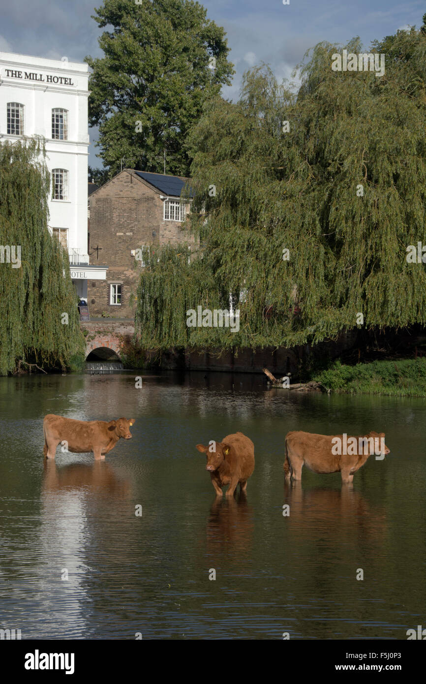 SUFFOLK; SUDBURY; CATTLE GRAZING; COOTES MEADOW NATURE RESERVE; RIVER STOUR Stock Photo Alamy